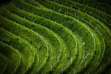 Beautiful terraced slopes and curved vineyards in region of Medimurje, Croatia