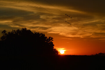 The sunrise casts a golden glow against the silhouettes of trees, as mourning doves perch on the electrical wires above. The sun hovers just above the horizon, framed by a sky painted clouds  