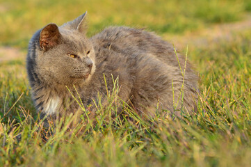 A large grey and white barn cat squints as it gazes at the sunrise, bathed in the golden hour...
