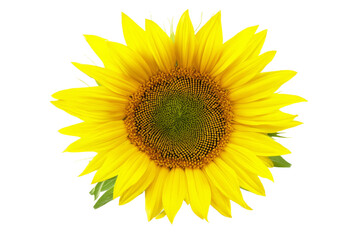 Fototapeta premium A yellow sunflower with a green center