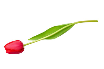 A red flower with a green stem
