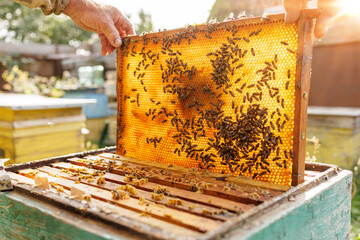 Beekeeper lifting honeycomb frame over hive at sunlit apiary