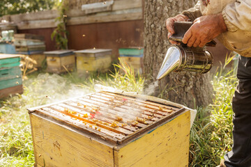 Beekeeper using smoker over open hive in sunny apiary