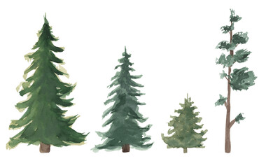 Hand drawn watercolor illustration of different pine trees, isolated on a transparent background