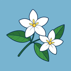Two white flowers against a vibrant blue background, showcasing their delicate petals and contrasting colors.