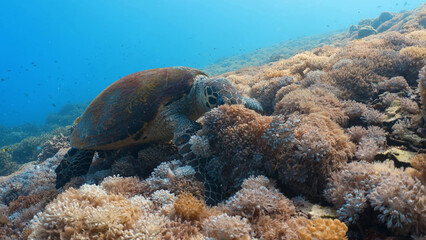 coral reef and sea