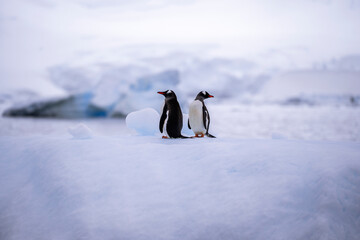 Gentoo penguins of Antarctica on an iceberg