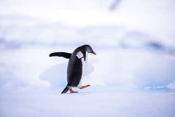 Gentoo penguins of Antarctica on an iceberg