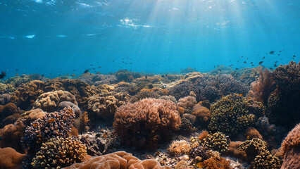 coral reef in the sea