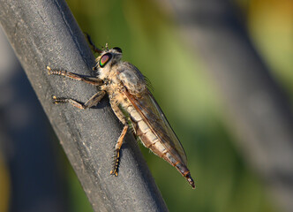 Robber fly on branch in Cyprus