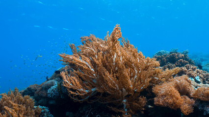 coral reef in the sea