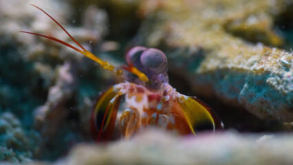 hermit crab on a rock