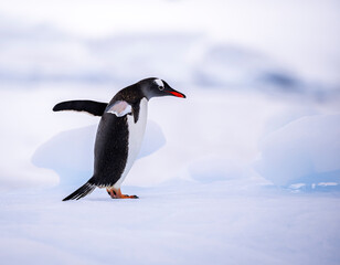 Gentoo penguins of Antarctica on an iceberg