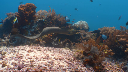 coral reef and fish