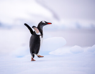 Gentoo penguins of Antarctica on an iceberg