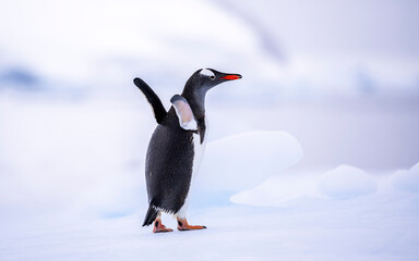 Gentoo penguins of Antarctica on an iceberg