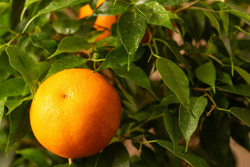 Ripe mandarin orange on tree with green leaves