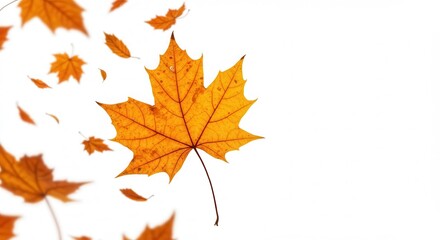 Fototapeta premium Autumn maple leaf isolated on white background