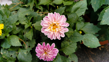 Dalia Dahlia pinnata Cav. Fiori colorati tra le foglie verdi
