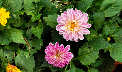 Dalia Dahlia pinnata Cav. Fiori colorati tra le foglie verdi