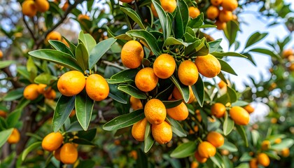 Kumquat tree laden with ripe fruit