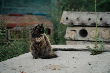 Tortoiseshell is a cat coat coloring, fluffy black brown tricolor pet with green eyes sitting on concrete slab.
