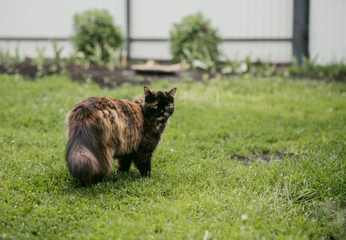  Tortoiseshell is a cat coat coloring, fluffy black brown tricolor pet with green eye standing on green grass