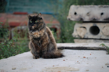 Tortoiseshell is a cat coat coloring, fluffy black brown tricolor pet with green eyes sitting on concrete slab.