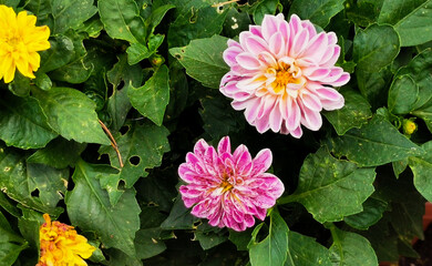Dalia Dahlia pinnata Cav. Fiori colorati tra le foglie verdi