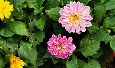 Dalia Dahlia pinnata Cav. Fiori colorati tra le foglie verdi