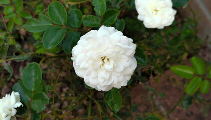 Rosa degli abeti Rosa abietina Gren. ex Christ DD