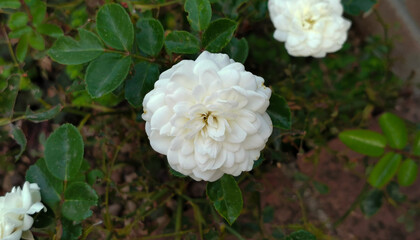 Rosa degli abeti Rosa abietina Gren. ex Christ DD Rosa Bianca 