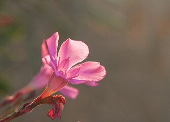 Pink Oleander Flowers on Bush in Cyprus