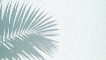 Palm Leaf Shadow on a Limewash Wall