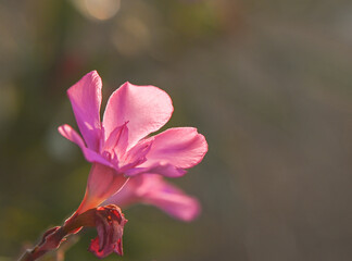 Pink Oleander Flowers on Toxic Bush in Cyprus