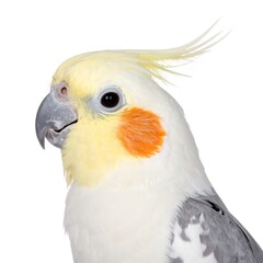 Obraz premium Cockatiel Portrait Cute Pet Bird Close-Up.