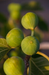 Mediterranean Fig Tree with Ripe Figs at Sunset, Cyprus
