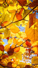 Autumn forest landscape in frog perspective with deciduous trees and autumnal colored leaves under a canopy as background on a sunny day