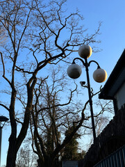 Bare branches of a tree silhouetted against a clear blue sky, with vintage street lamps illuminating the scene, creating a tranquil evening atmosphere with natural beauty