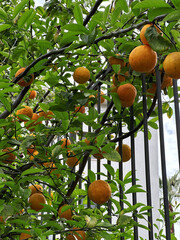 Vibrant orange fruits hanging from lush green branches, surrounded by bright leaves, creating a lively and fresh atmosphere in a garden setting with natural beauty