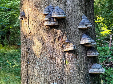 Large tree trunk covered with many shelf fungi and polypores