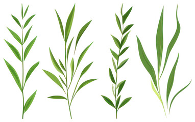 Obraz premium PNG Vibrant green botanical illustrations, element set on transparent background