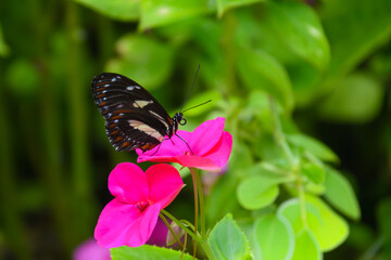 North American black and white butterfly feeding on a bright pink flower in the garden in soft lighting