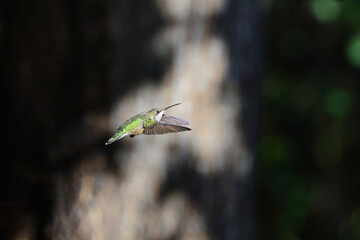 Ruby throated hummingbird in flight doing acrobatic moves. 
