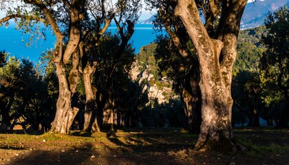 Olive grove by the sea: A serene mediterranean landscape with ancient trees