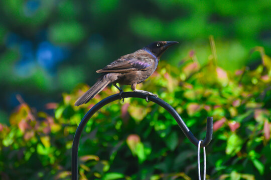North American common grackle bird perched on top of a rod iron bar surrounded by green foliage