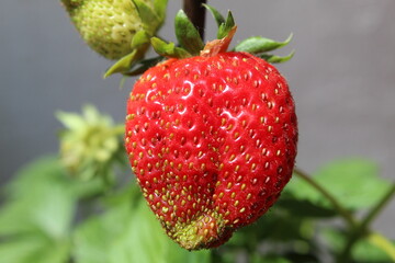 Close-up photograph of a fresh red strawberry with visible texture and seeds. Macro food photography concept highlighting freshness, healthy eating, and natural fruit detail.
