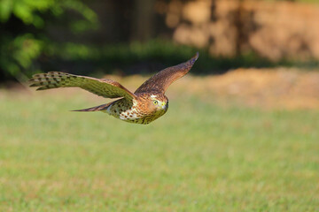 Adult red shouldered hawk in flight over a grassy field hunting prey. 