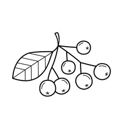 Autumn branch with berries. Rowan twig. Bunch of mountain ash. Isolated vector illustration in doodle line style.