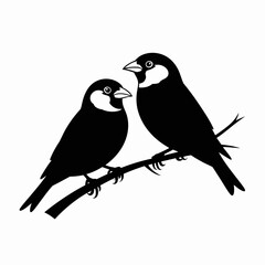Fototapeta premium Two small black birds with white faces perched on a branch